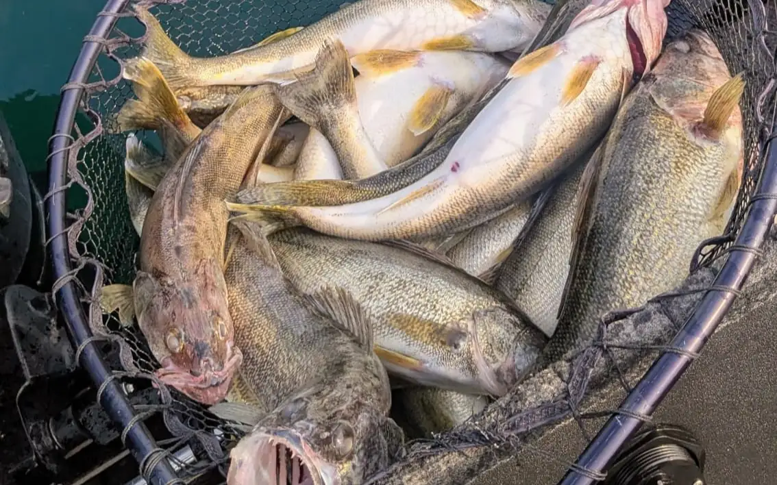 A landing net full of Lake Erie walleye on the Alumacraft deck