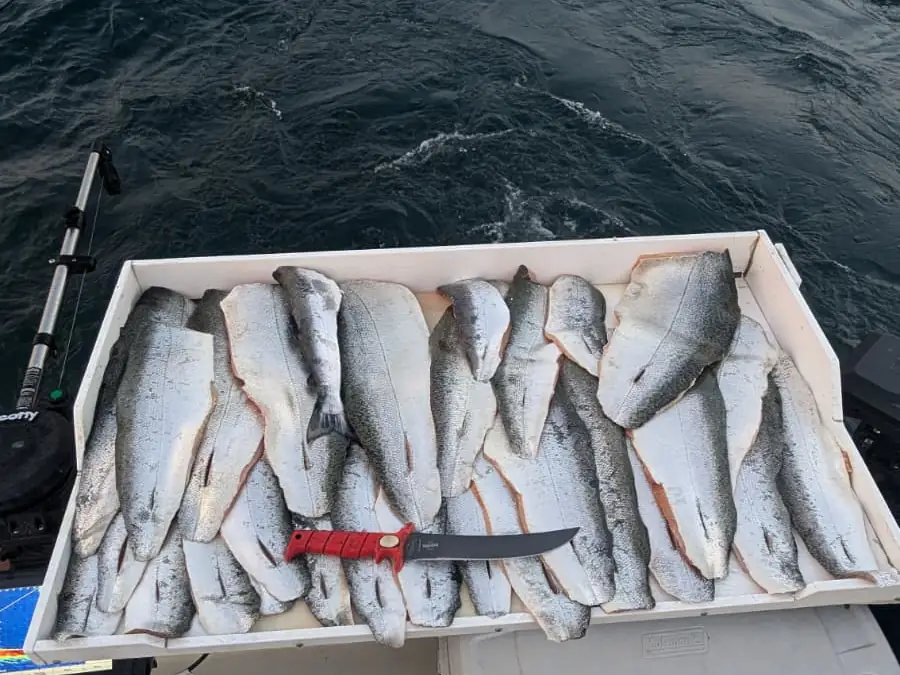 A tray of salmon fillets cleaned and bagged by the crew at the end of a charter